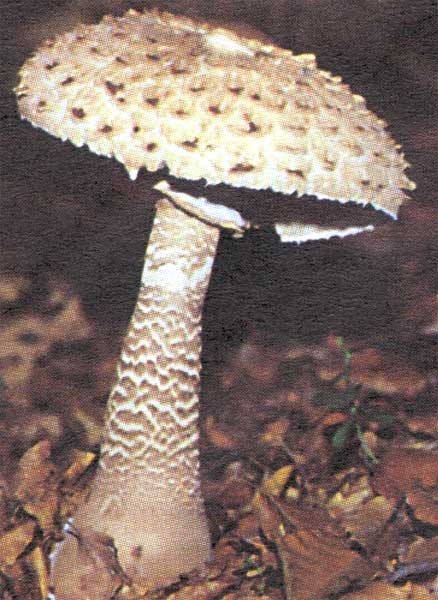  Image name: Mazza di Tamburo10.jpg 
 width: 438 pixel 
 height: 600 pixel 
 Size: 55160 bytes 
 Click to enlarge 